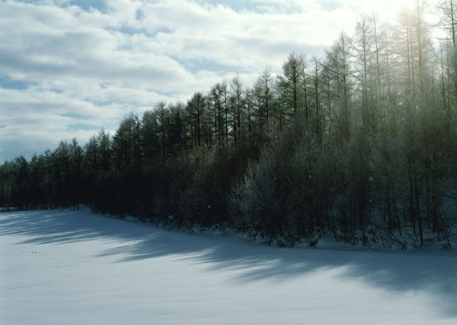 唯美绿树雪景图片(点击浏览下一张趣图)