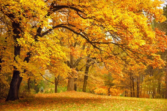 秋季树林枫叶图片(点击浏览下一张趣图)