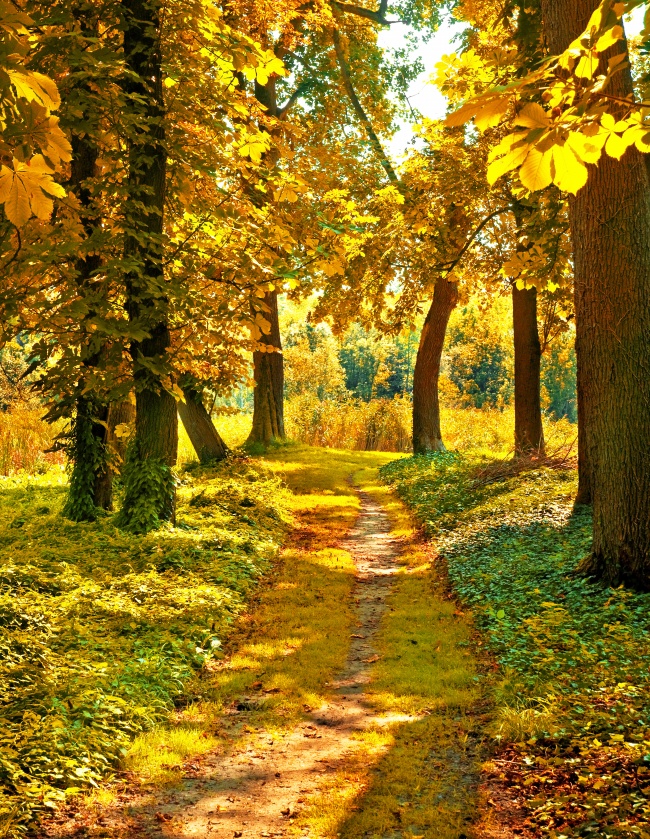 高清秋季树林图片(点击浏览下一张趣图)
