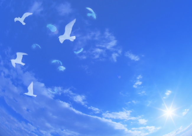 蓝色天空鸽子图片(点击浏览下一张趣图)