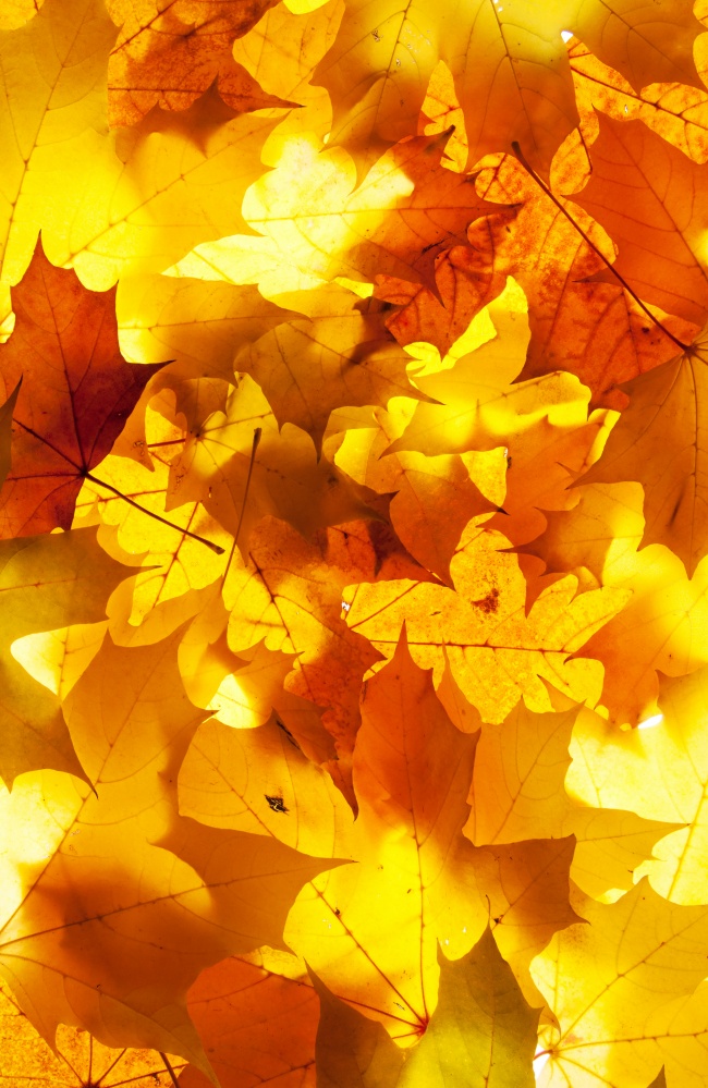秋天的枫叶图片(点击浏览下一张趣图)