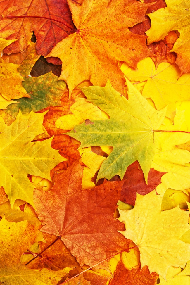 秋季的枫叶高清图片(点击浏览下一张趣图)