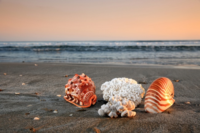 高清沙滩贝壳图片(点击浏览下一张趣图)