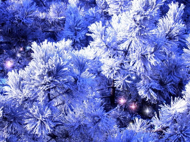 雪中的圣诞树图片(点击浏览下一张趣图)