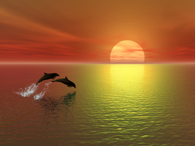 高清夕阳海豚图片(点击浏览下一张趣图)