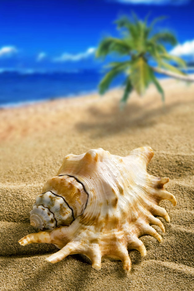 高清沙滩海螺图片(点击浏览下一张趣图)