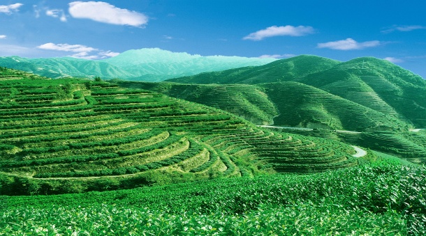 高清绿色茶山图片(点击浏览下一张趣图)