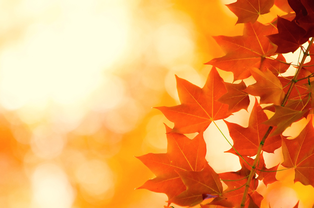 秋天枫叶素材图片(点击浏览下一张趣图)
