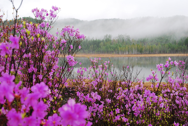 桃花风景图片(点击浏览下一张趣图)