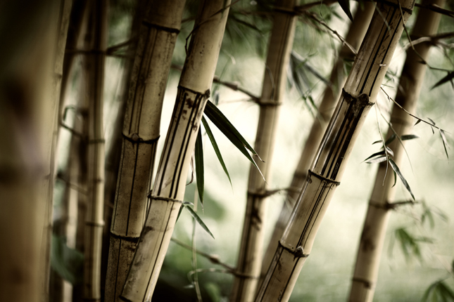 古典竹林图片(点击浏览下一张趣图)