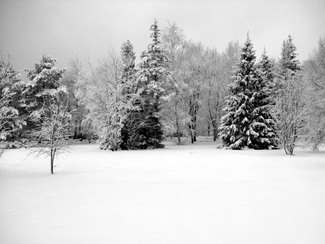 冬天森林雪景图片(点击浏览下一张趣图)
