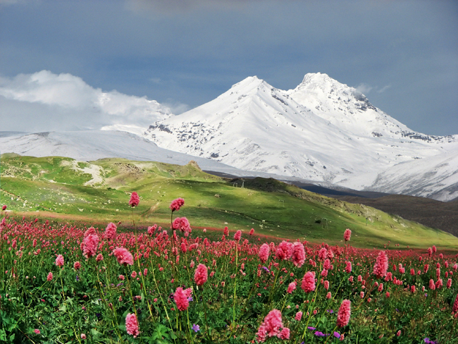 雪山下的野花图片(点击浏览下一张趣图)