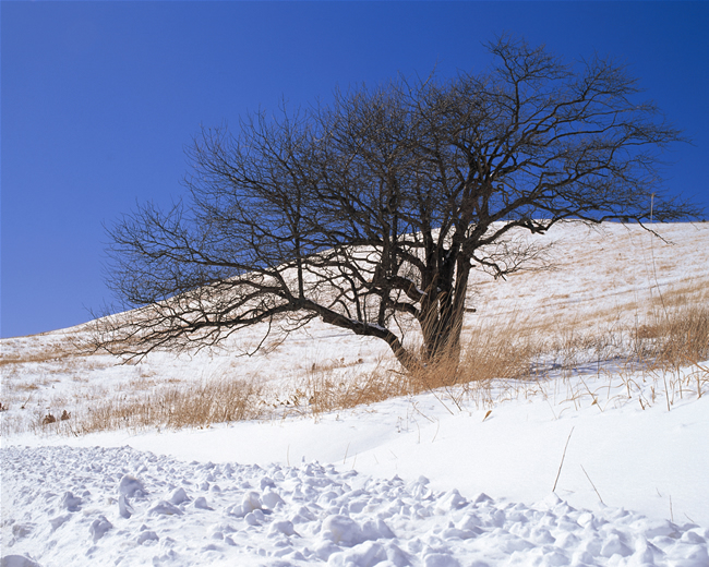 日本雪景图片素材(点击浏览下一张趣图)