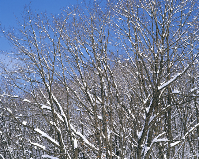 树木雪景图片(点击浏览下一张趣图)