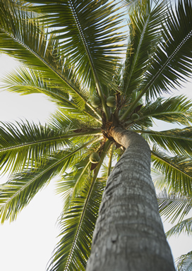 椰树图片(点击浏览下一张趣图)