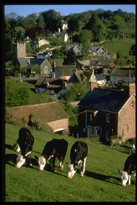 乡村房屋牛群图片(点击浏览下一张趣图)