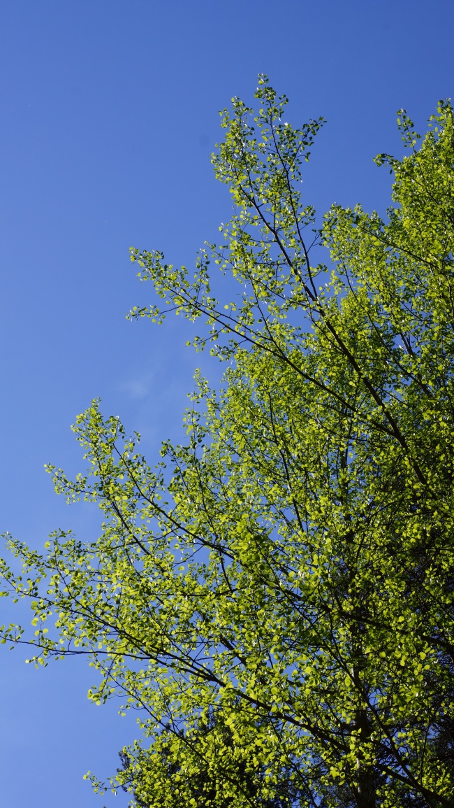春天的杨树图片(点击浏览下一张趣图)