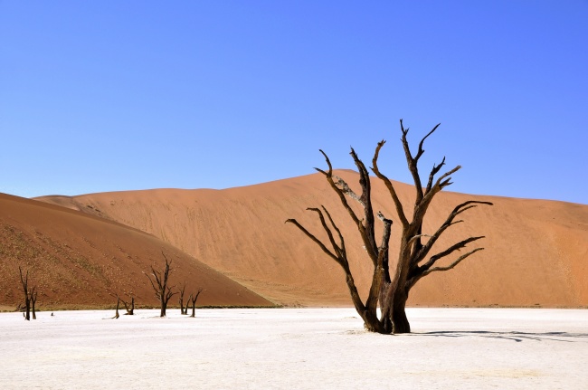 沙漠枯树图片(点击浏览下一张趣图)