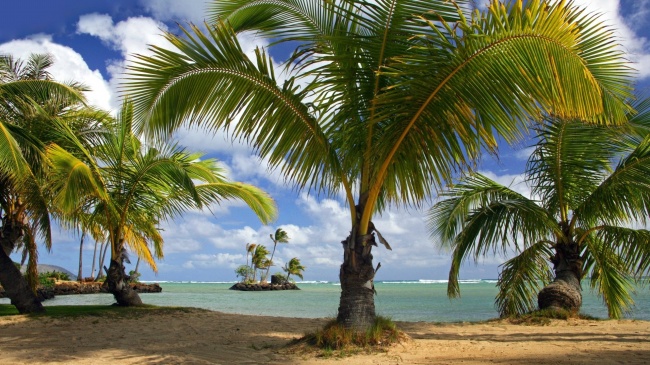 海边椰子树图片(点击浏览下一张趣图)