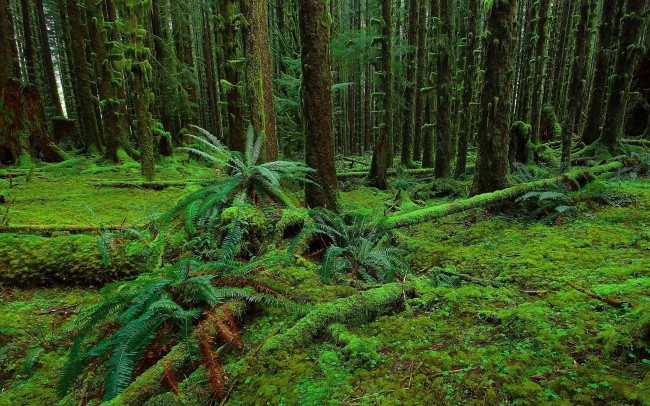 绿色原始森林图片(点击浏览下一张趣图)