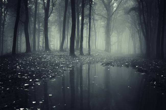 雾气朦胧的树林图片(点击浏览下一张趣图)