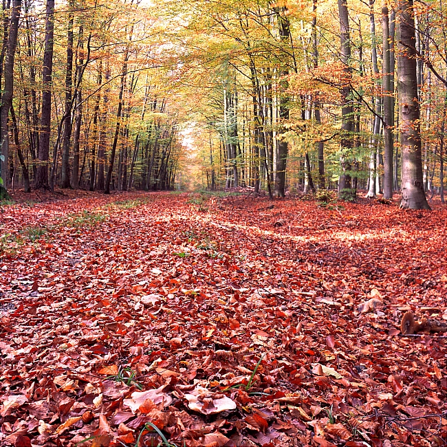 秋季风景图片(点击浏览下一张趣图)