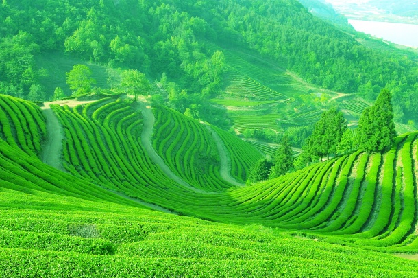 高清大图绿色茶山图片(点击浏览下一张趣图)