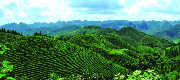 高清大图绿色茶山图片(点击浏览下一张趣图)