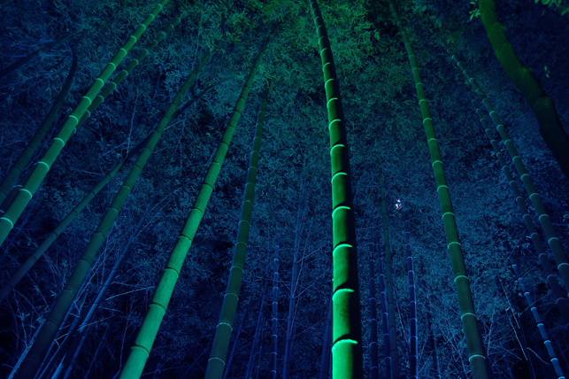竹林风光素材图片(点击浏览下一张趣图)