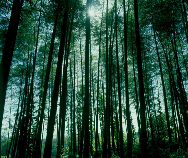 茂密树林图片(点击浏览下一张趣图)