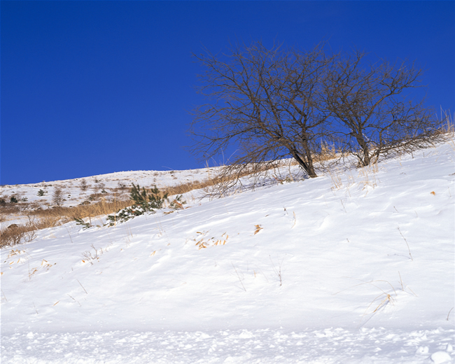 日本雪景风光图片(点击浏览下一张趣图)