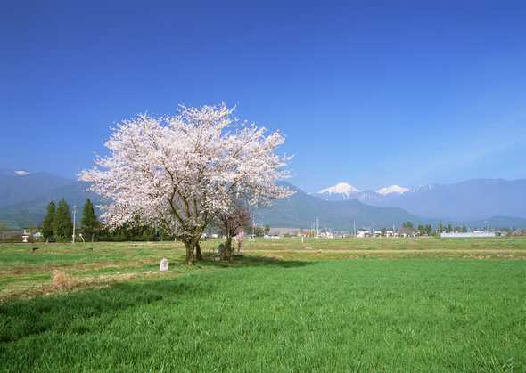 田园风光图片(点击浏览下一张趣图)