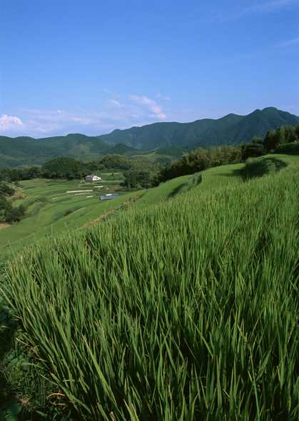 田园风光图片(点击浏览下一张趣图)