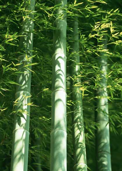 竹子图片(点击浏览下一张趣图)