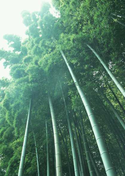 竹子图片(点击浏览下一张趣图)