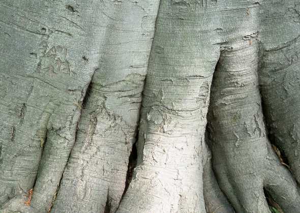树干图片(点击浏览下一张趣图)