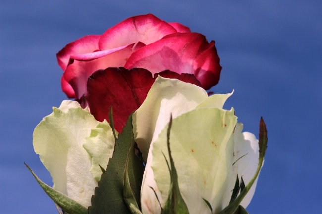 娇艳红色玫瑰花图片(点击浏览下一张趣图)