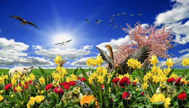 春天鸟语花香的图片(点击浏览下一张趣图)