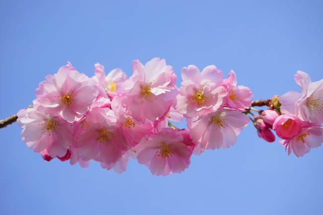 美丽的樱花图片(点击浏览下一张趣图)