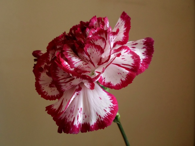 康乃馨花的图片(点击浏览下一张趣图)