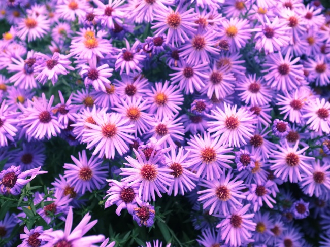 紫色小清新花朵图片(点击浏览下一张趣图)