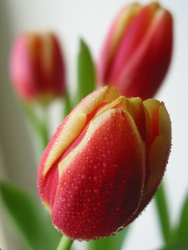 春天红色郁金香图片(点击浏览下一张趣图)