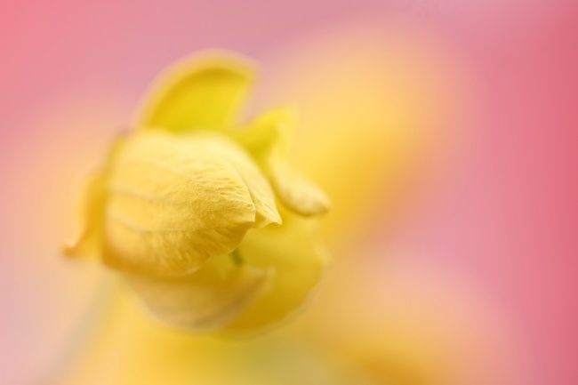 黄色花苞图片(点击浏览下一张趣图)