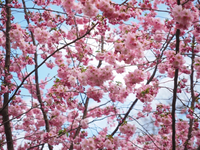 清新粉色樱花图片(点击浏览下一张趣图)