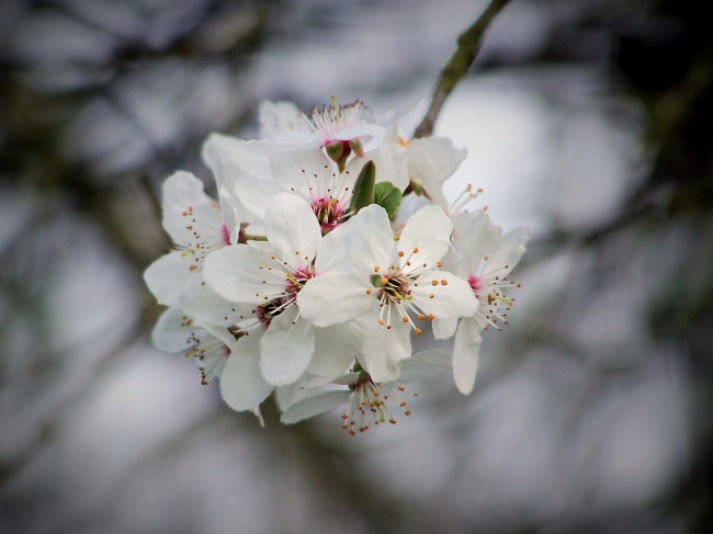 日本白色樱花图片(点击浏览下一张趣图)
