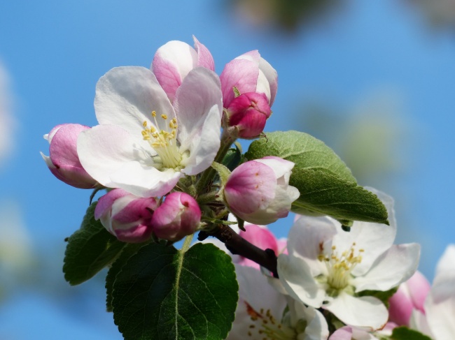 苹果树花图片(点击浏览下一张趣图)