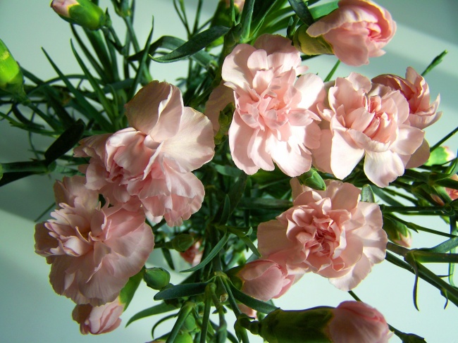 水粉色康乃馨图片(点击浏览下一张趣图)