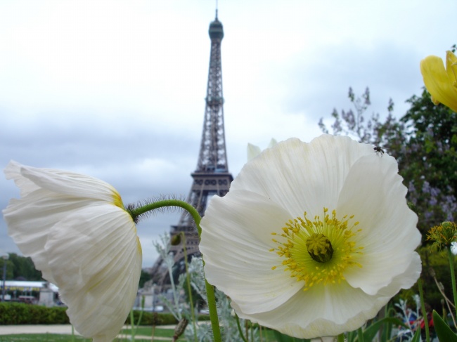 巴黎铁塔前的花朵图片(点击浏览下一张趣图)