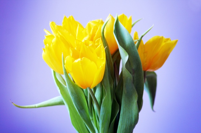 黄色郁金香花束图片(点击浏览下一张趣图)