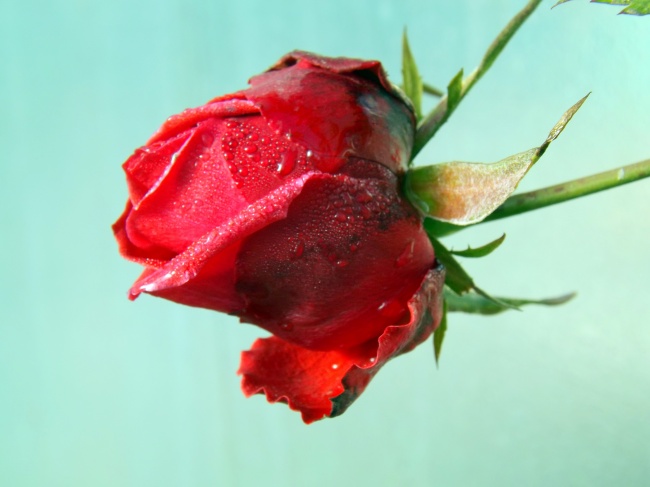 玫瑰花苞图片(点击浏览下一张趣图)
